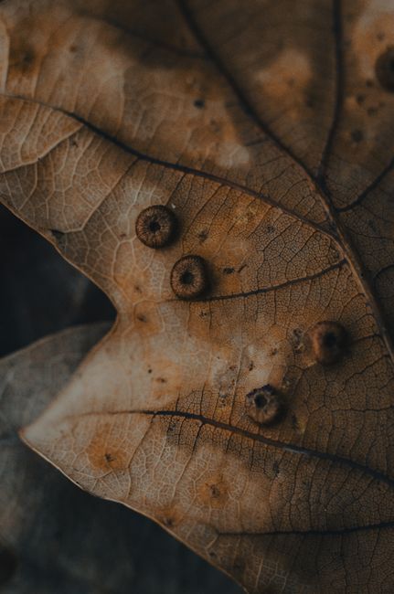 A close-up of a tree branch with spotted and wilted leaves displaying typical signs of disease.