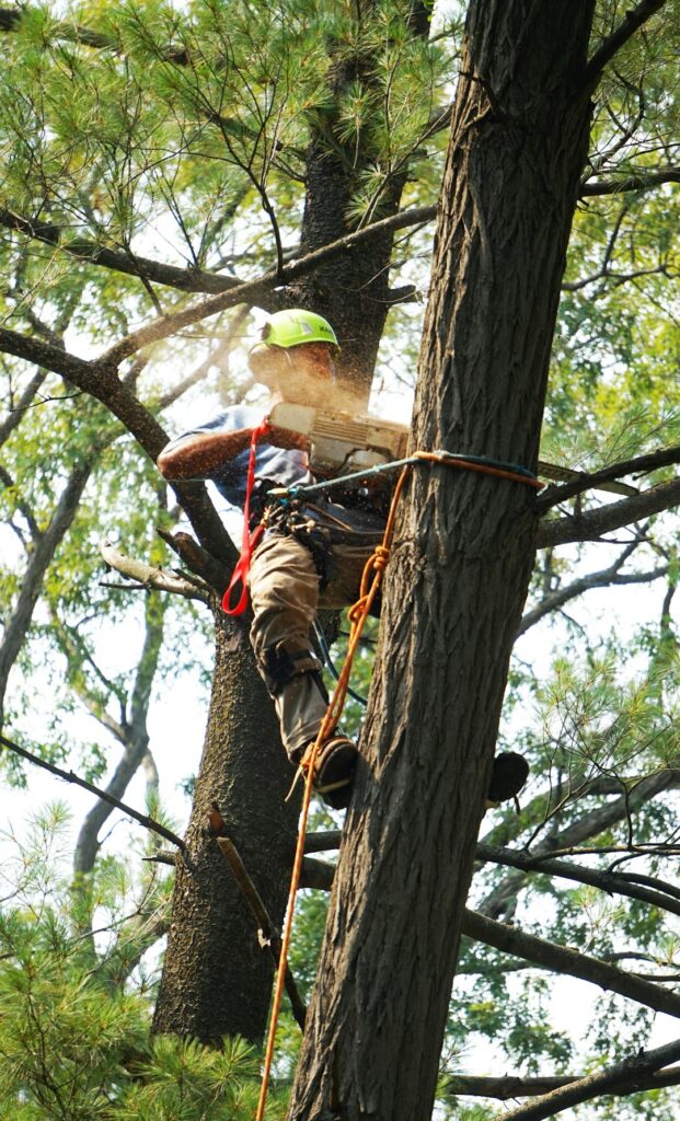 A person wearing gloves and safety glasses trimming a tree branch with a pruning saw in a residential backyard.