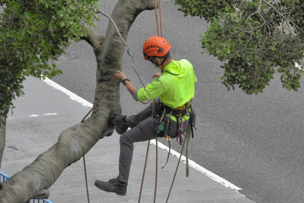 A person using loppers to trim low tree branches in a residential backyard during late winter.