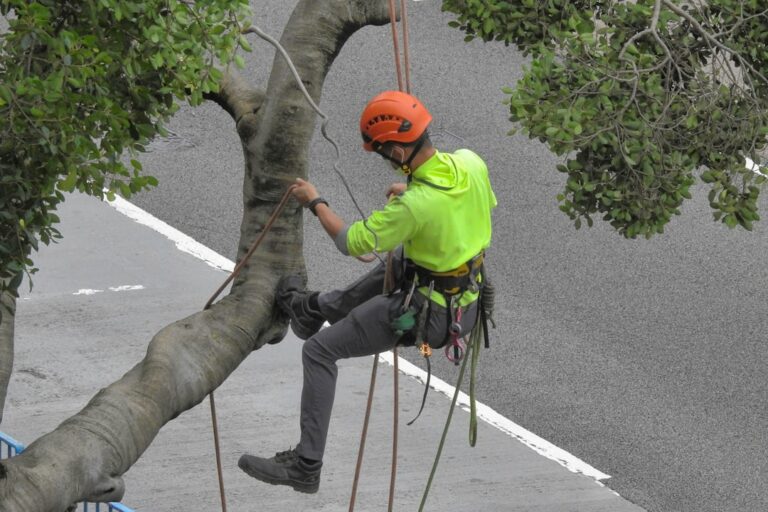 A person using loppers to trim low tree branches in a residential backyard during late winter.