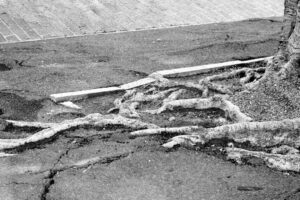 A homeowner kneels next to a cracked sidewalk, examining raised roots emerging from beneath concrete.