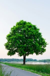 A person holding a young tree next to a suburban home, preparing to plant it in a grassy yard.