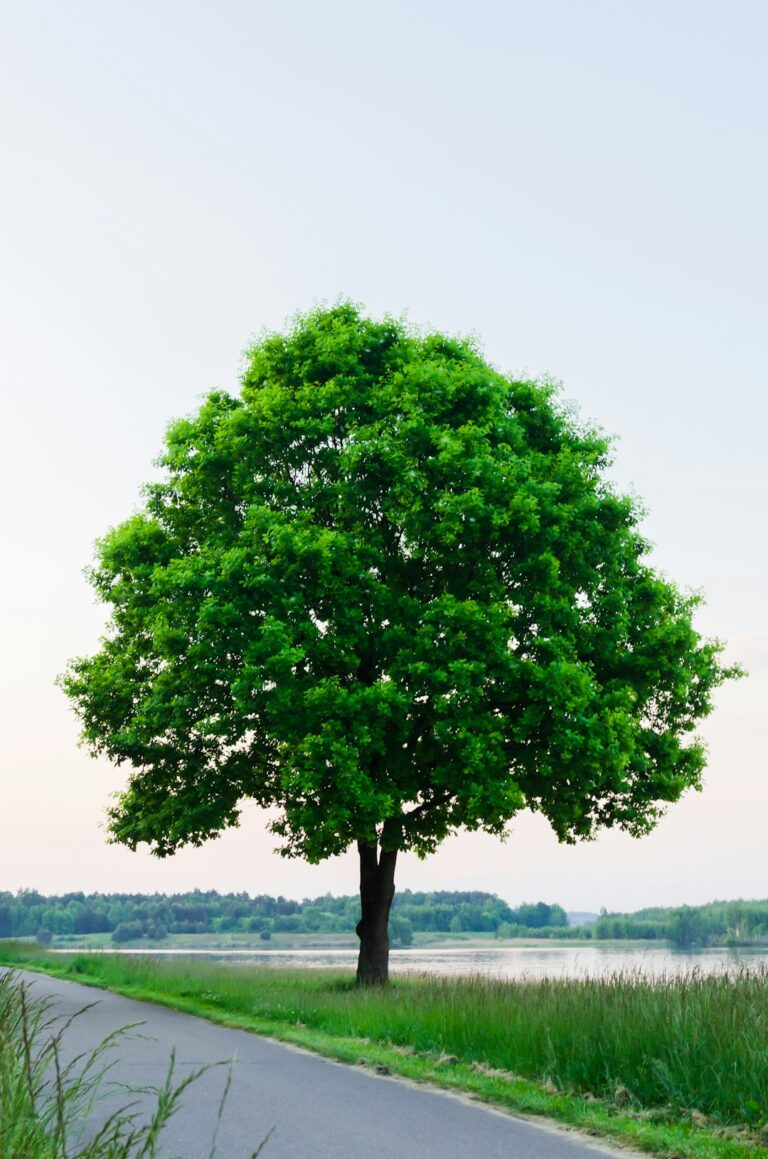 A person holding a young tree next to a suburban home, preparing to plant it in a grassy yard.