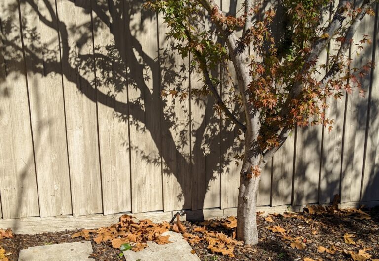 Person using a soaker hose to deep water a young tree in a suburban backyard with mulch around the base.