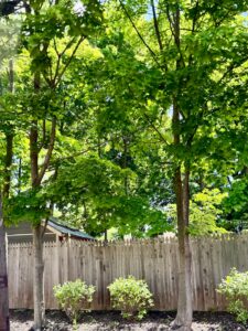 Homeowner inspecting leaves and bark on a backyard tree with mulch and native plants nearby
