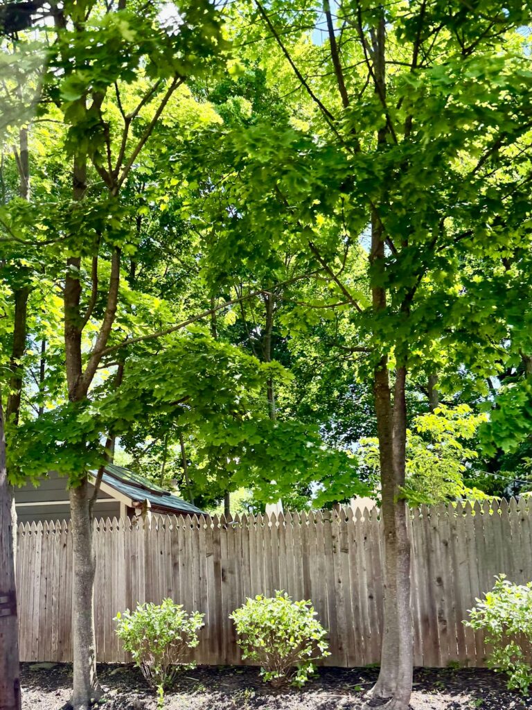 Homeowner inspecting leaves and bark on a backyard tree with mulch and native plants nearby