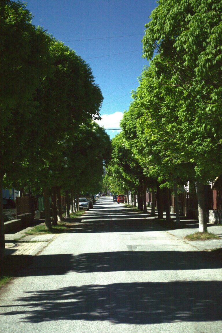 Mature trees shade a residential sidewalk, parked cars, and nearby homes on a sunny summer afternoon.