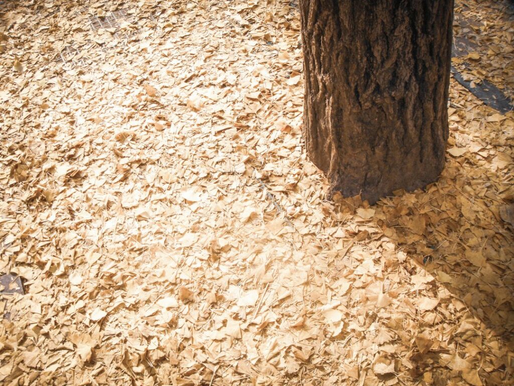 A shallow ring of wood mulch surrounds a mature tree while the trunk flare remains uncovered.