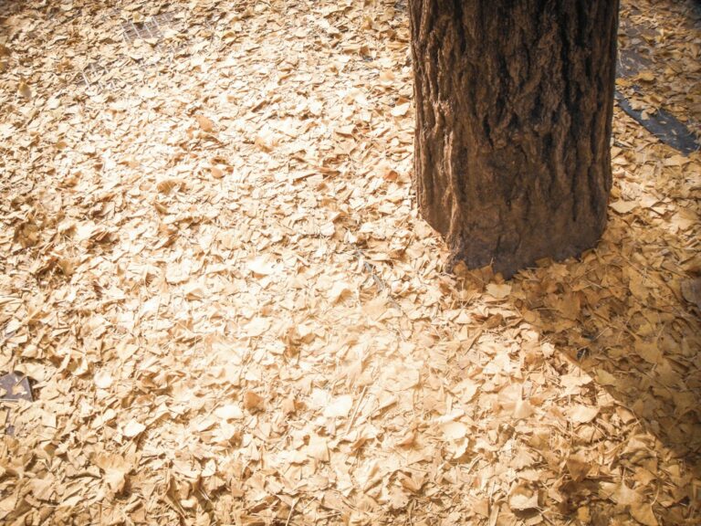 A shallow ring of wood mulch surrounds a mature tree while the trunk flare remains uncovered.